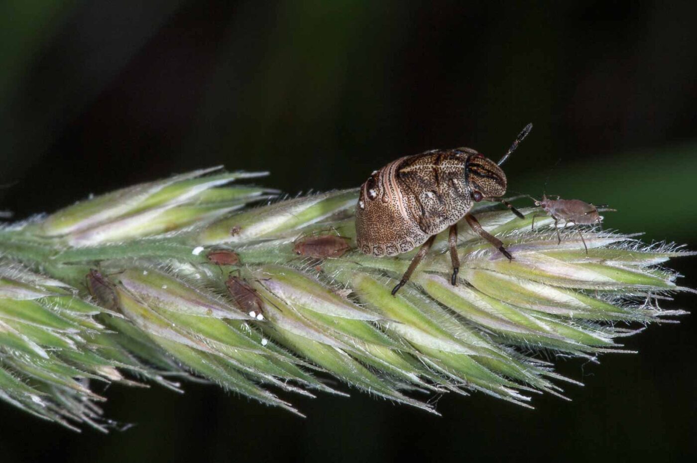2018-06-06 - NSG Bergehalde Unser-Fritz