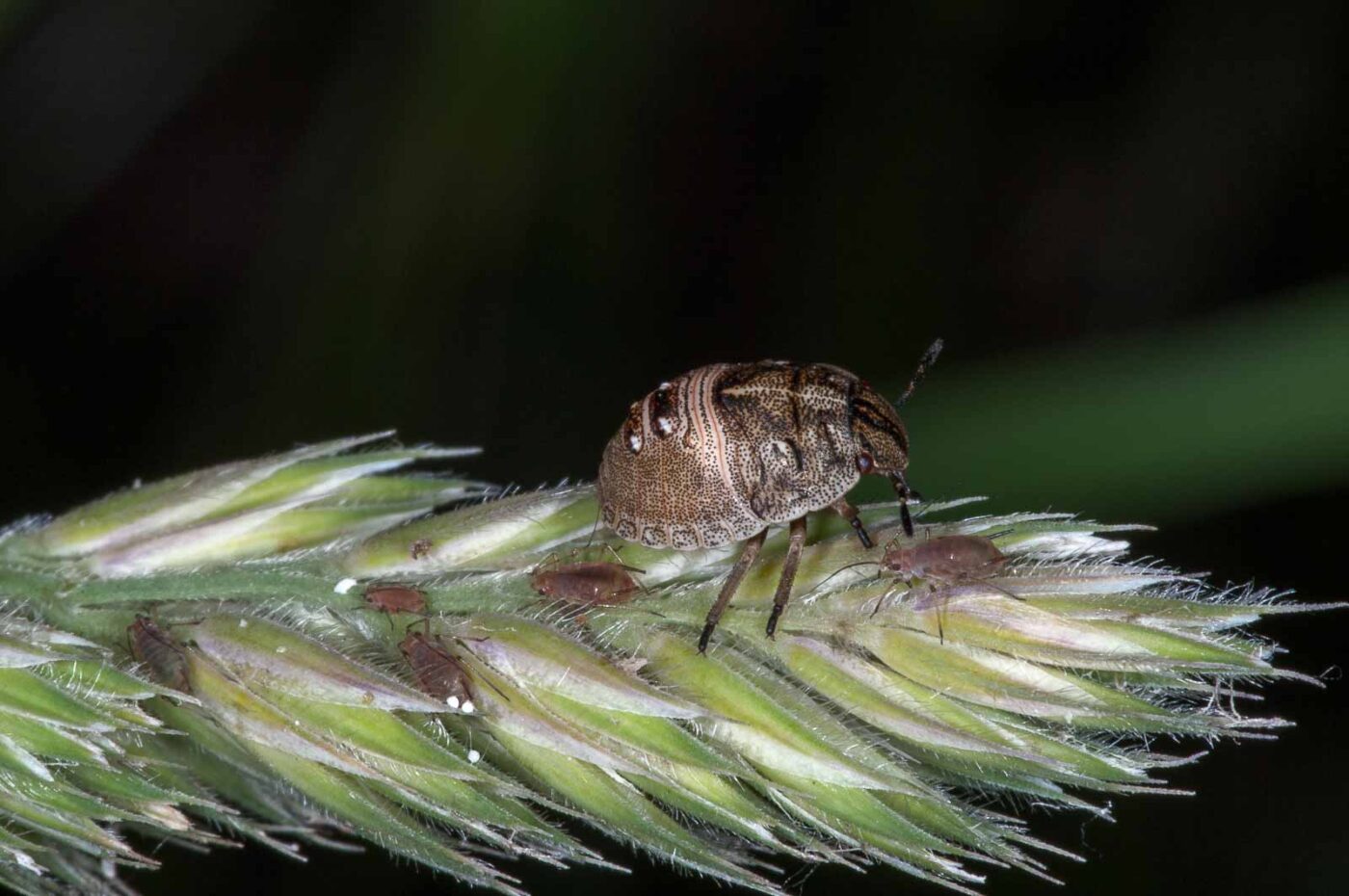 2018-06-06 - NSG Bergehalde Unser-Fritz