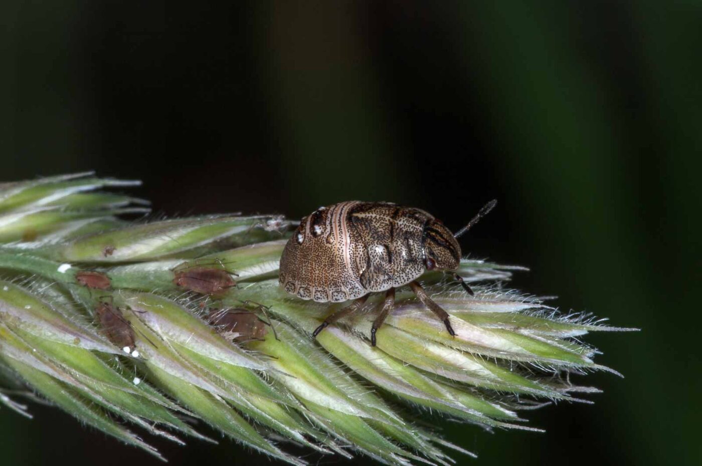 2018-06-06 - NSG Bergehalde Unser-Fritz