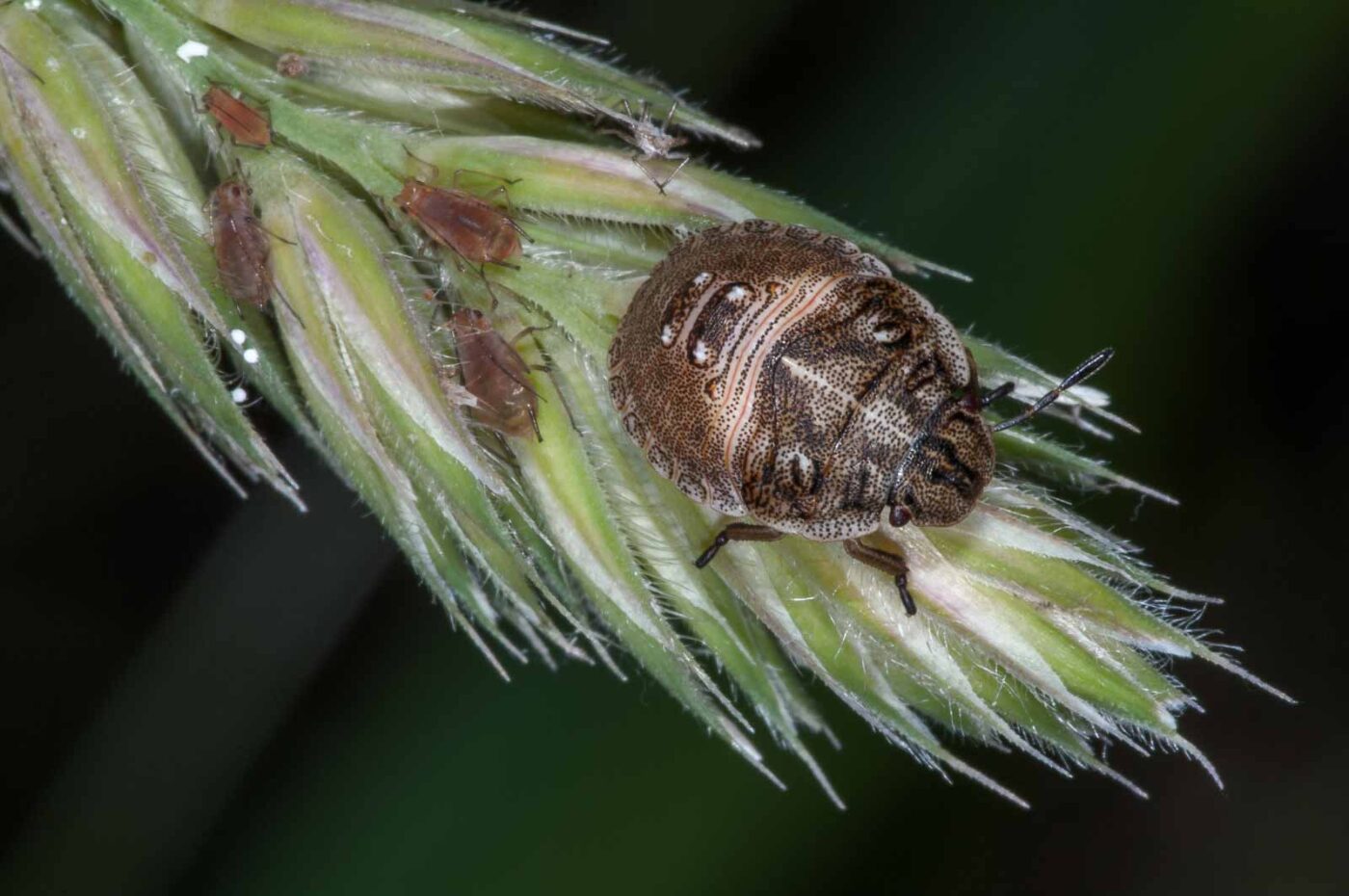 2018-06-06 - NSG Bergehalde Unser-Fritz