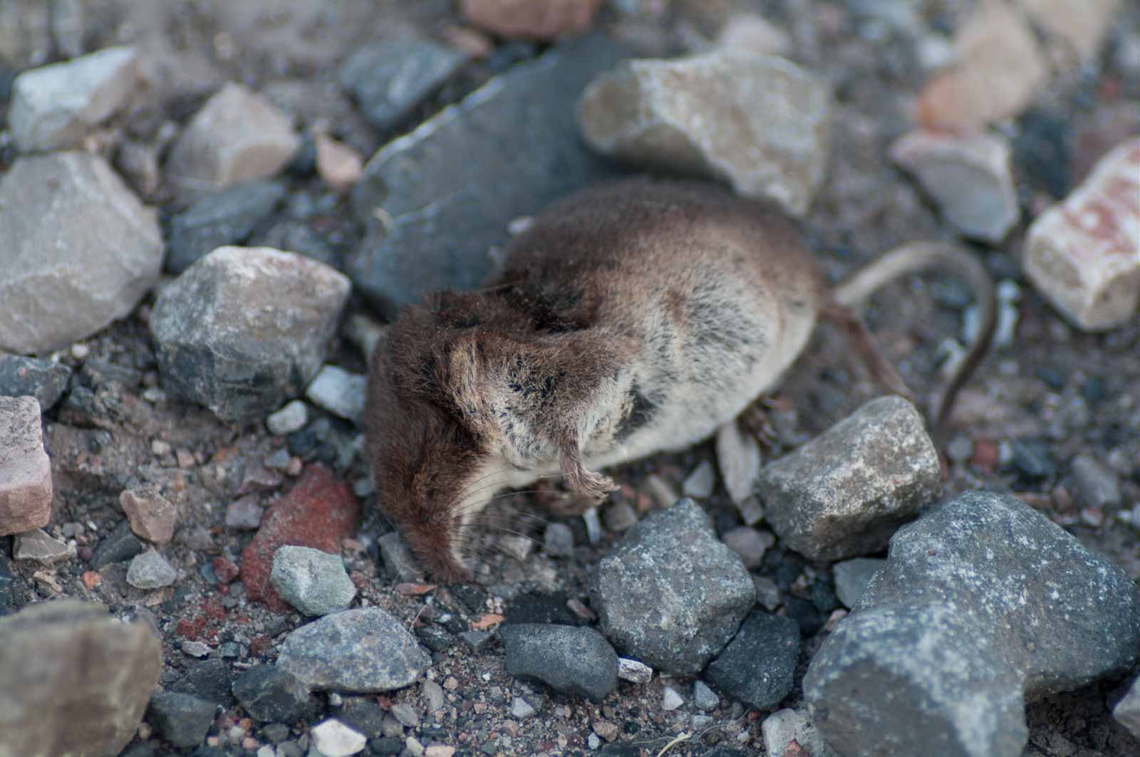 °sumpfspitzmaus°