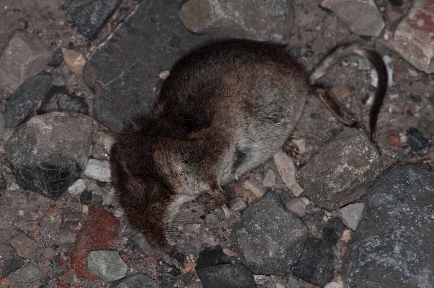 2018-06-06 - NSG Bergehalde Unser-Fritz