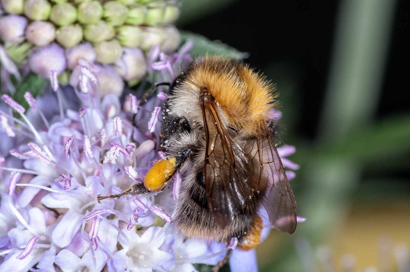 2018-06-16 - RE-Sidenzia auf'm BallKong