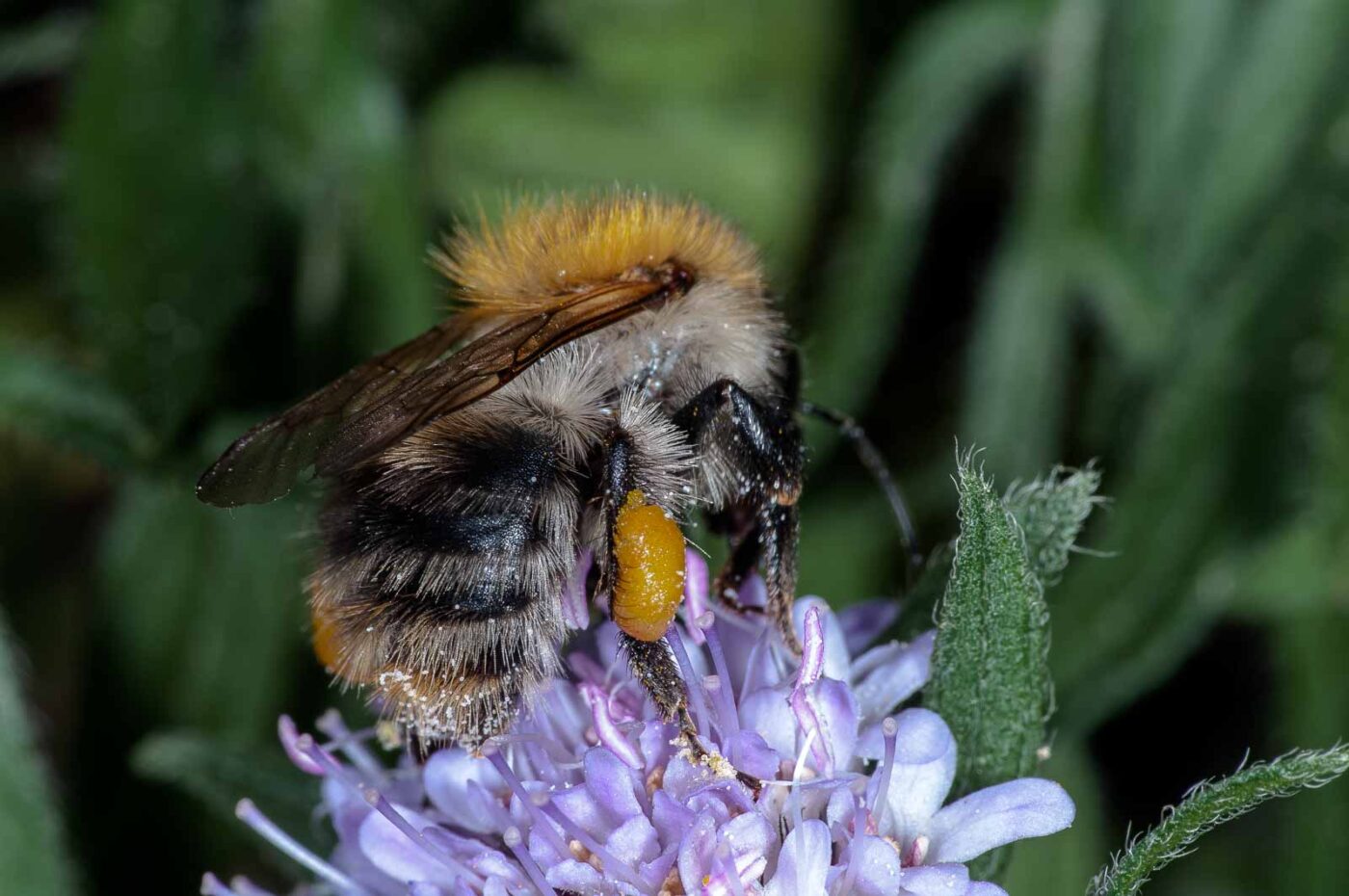2018-06-16 - RE-Sidenzia auf'm BallKong