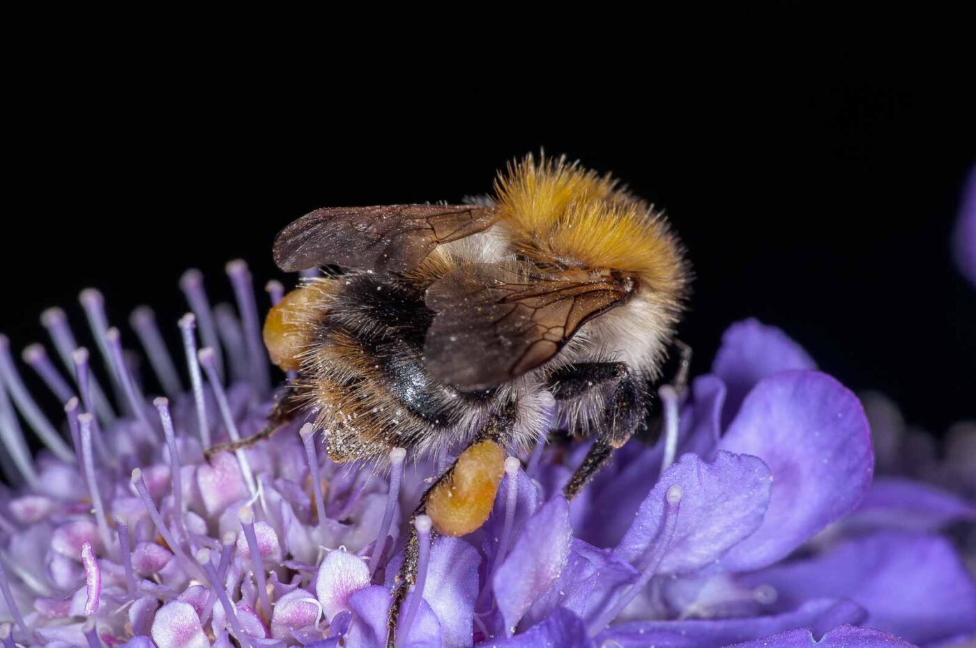 2018-06-16 - RE-Sidenzia auf'm BallKong