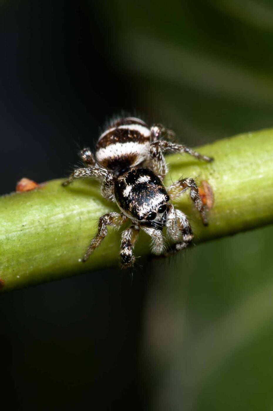 2018-06-16 - RE-Sidenzia auf'm BallKong