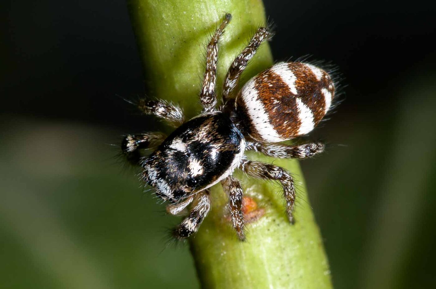 2018-06-16 - RE-Sidenzia auf'm BallKong