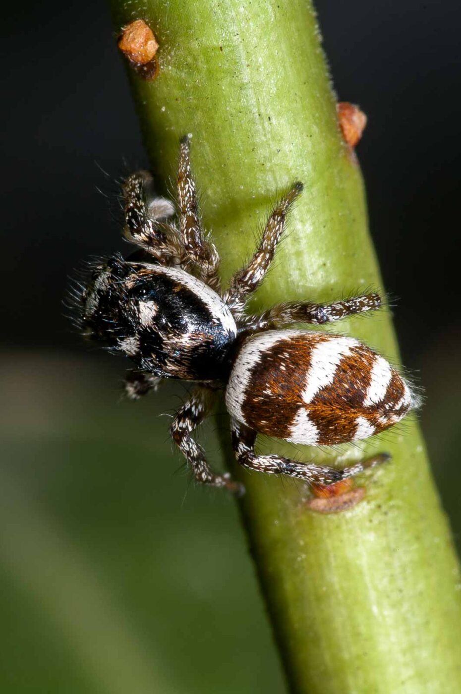 2018-06-16 - RE-Sidenzia auf'm BallKong