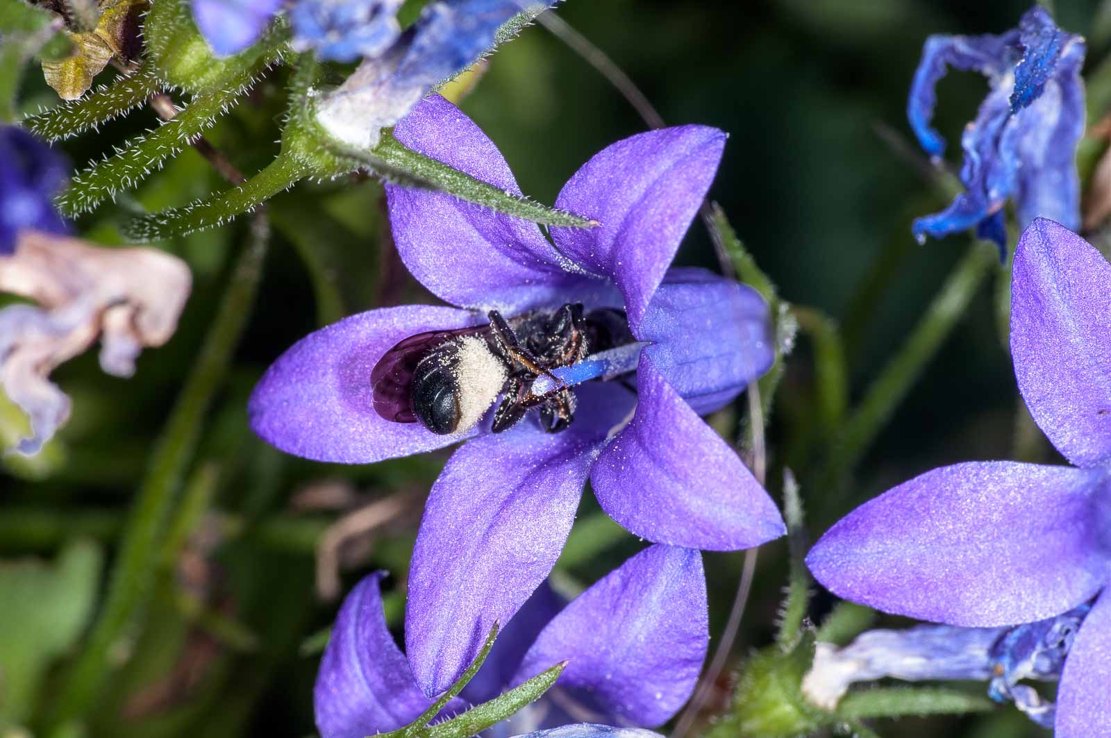 °stahlblaue mauerbiene°