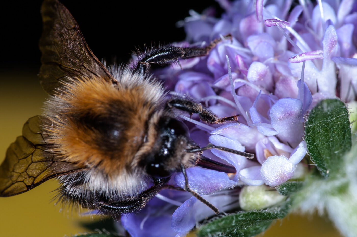 2018-06-16 - RE-Sidenzia auf'm BallKong