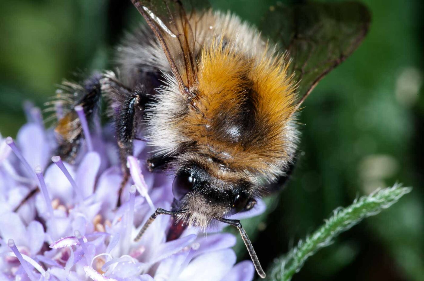 2018-06-16 - RE-Sidenzia auf'm BallKong