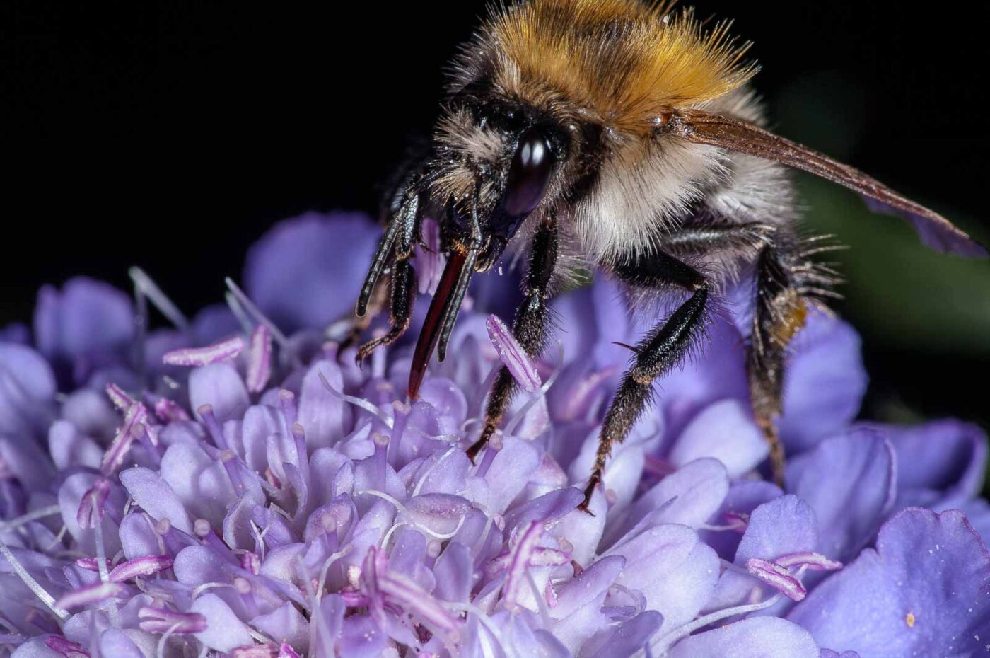2018-06-16 - RE-Sidenzia auf'm BallKong