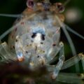 2018-06-23 - RE-Sidenzia - Aquarium