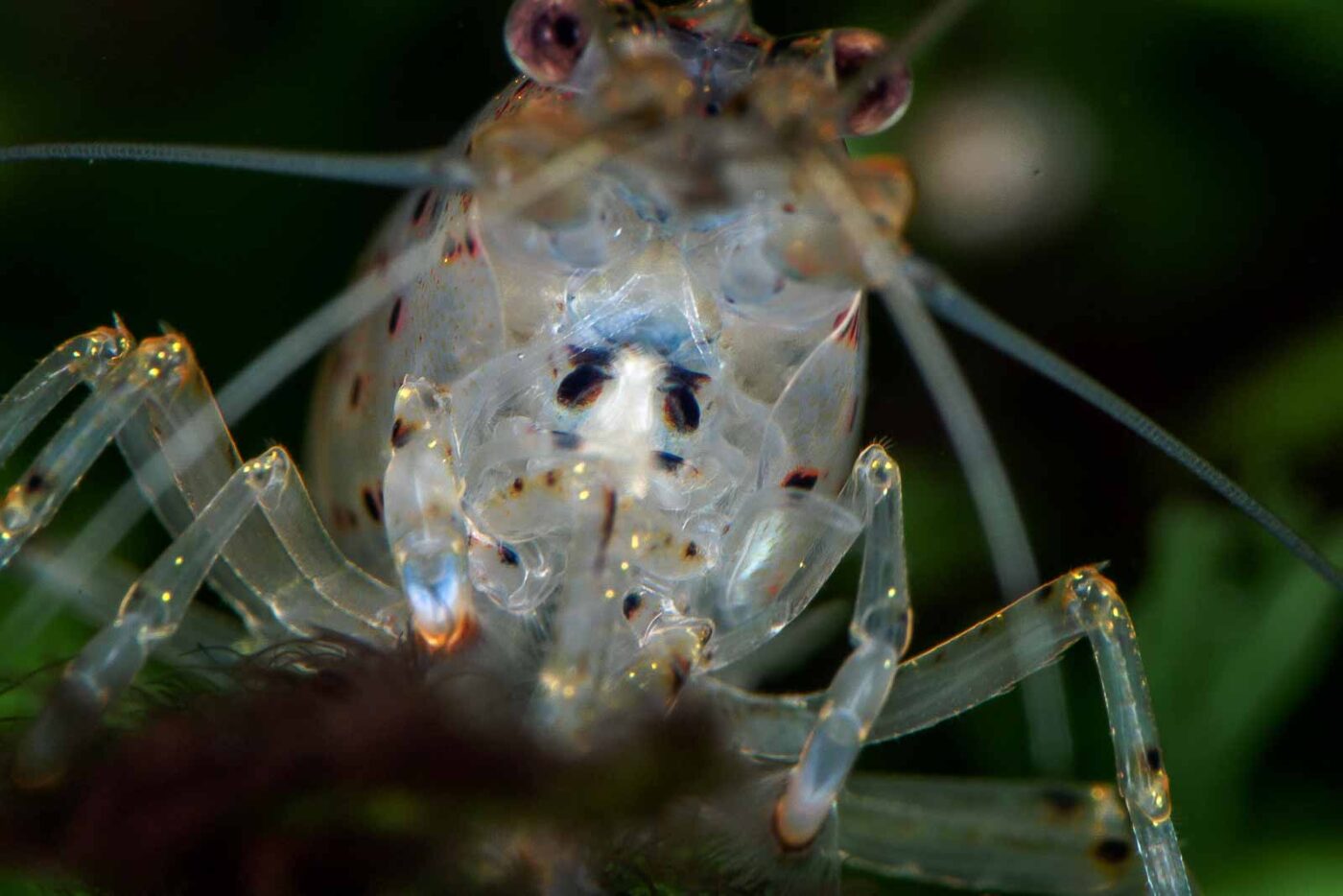 2018-06-23 - RE-Sidenzia - Aquarium