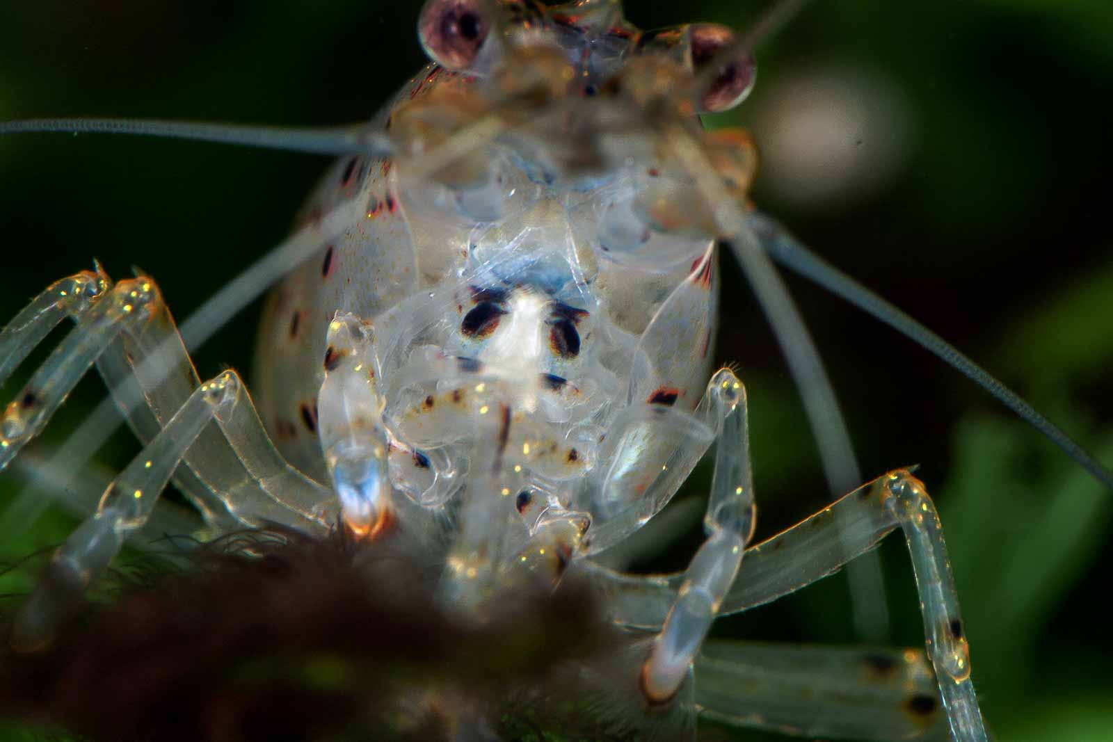 °amano-garnele°
