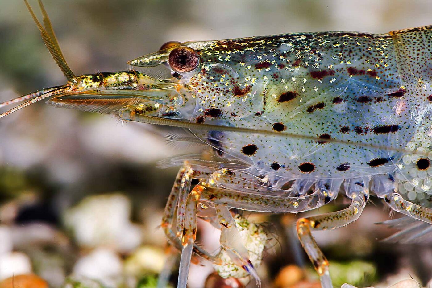 2018-06-23 - RE-Sidenzia - Aquarium