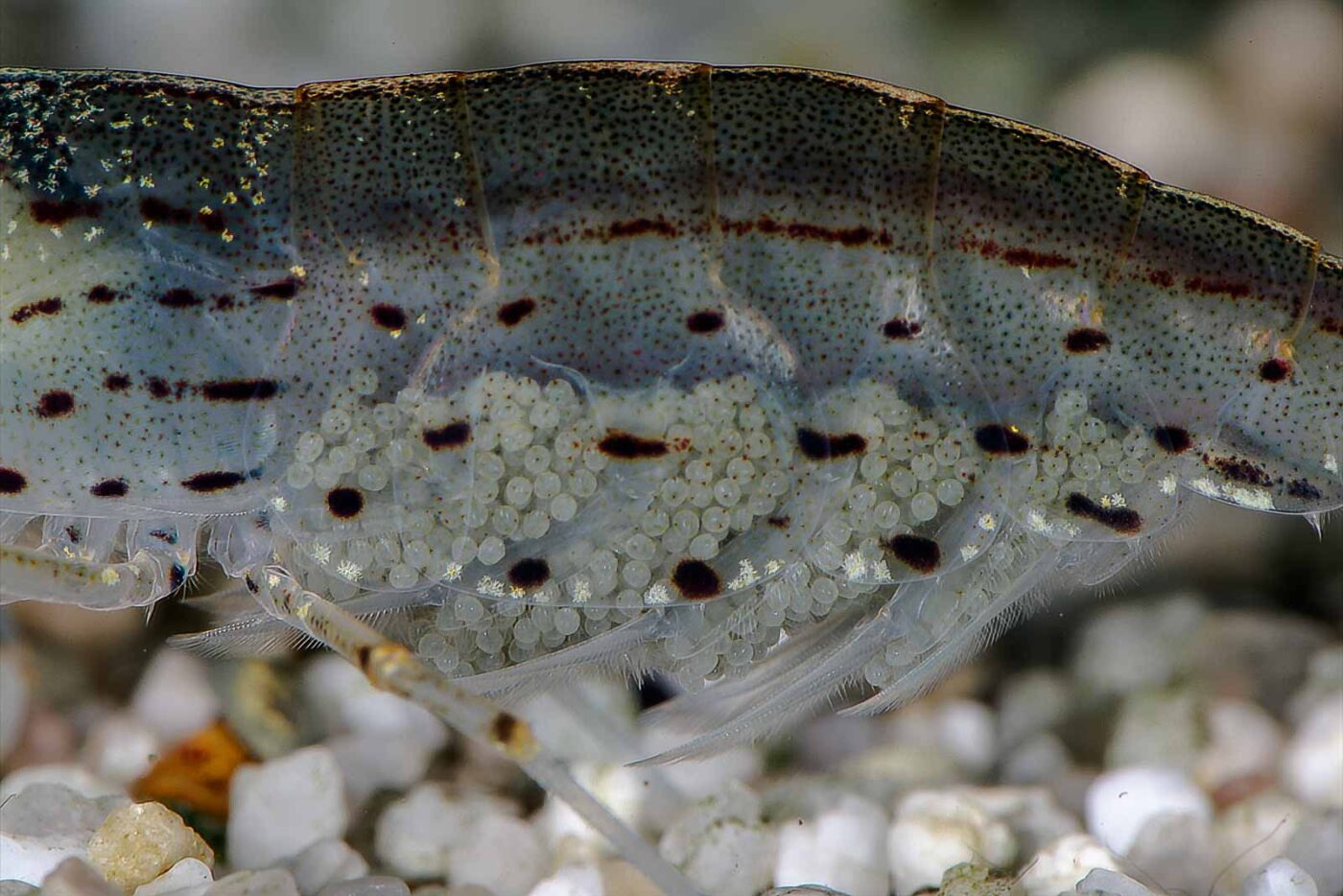 2018-06-23 - RE-Sidenzia - Aquarium