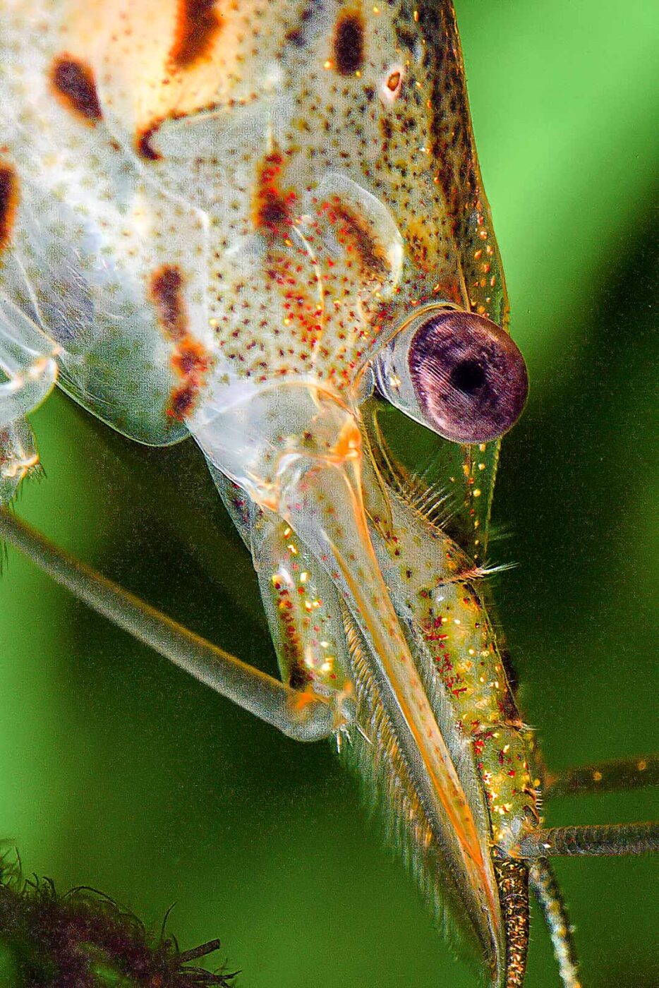 2018-06-23 - RE-Sidenzia - Aquarium