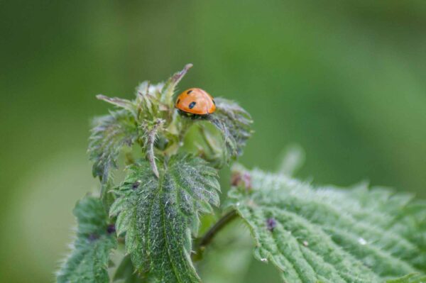 2018-06-26 - NSG Lippewiesen Haltern