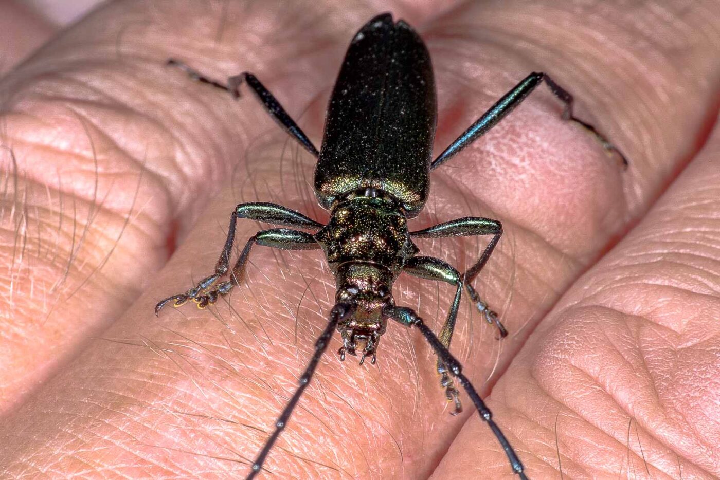 2018-06-26 - NSG Lippewiesen Haltern