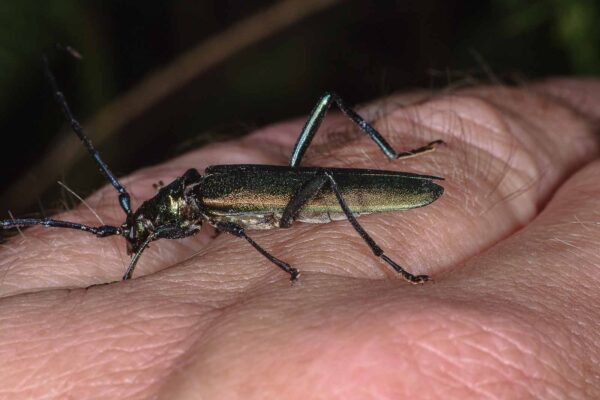 2018-06-26 - NSG Lippewiesen Haltern