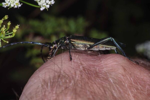 2018-06-26 - NSG Lippewiesen Haltern