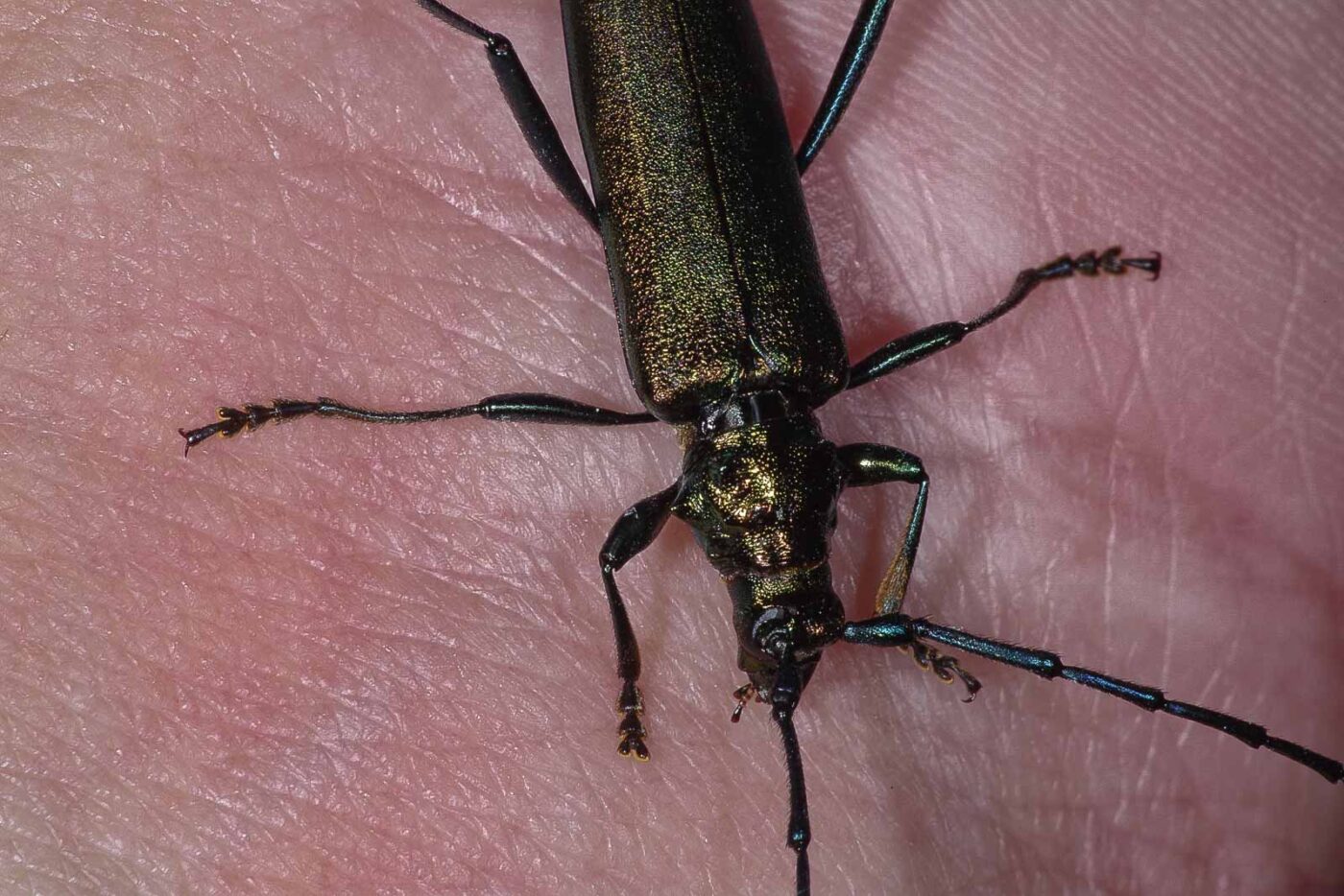 2018-06-26 - NSG Lippewiesen Haltern