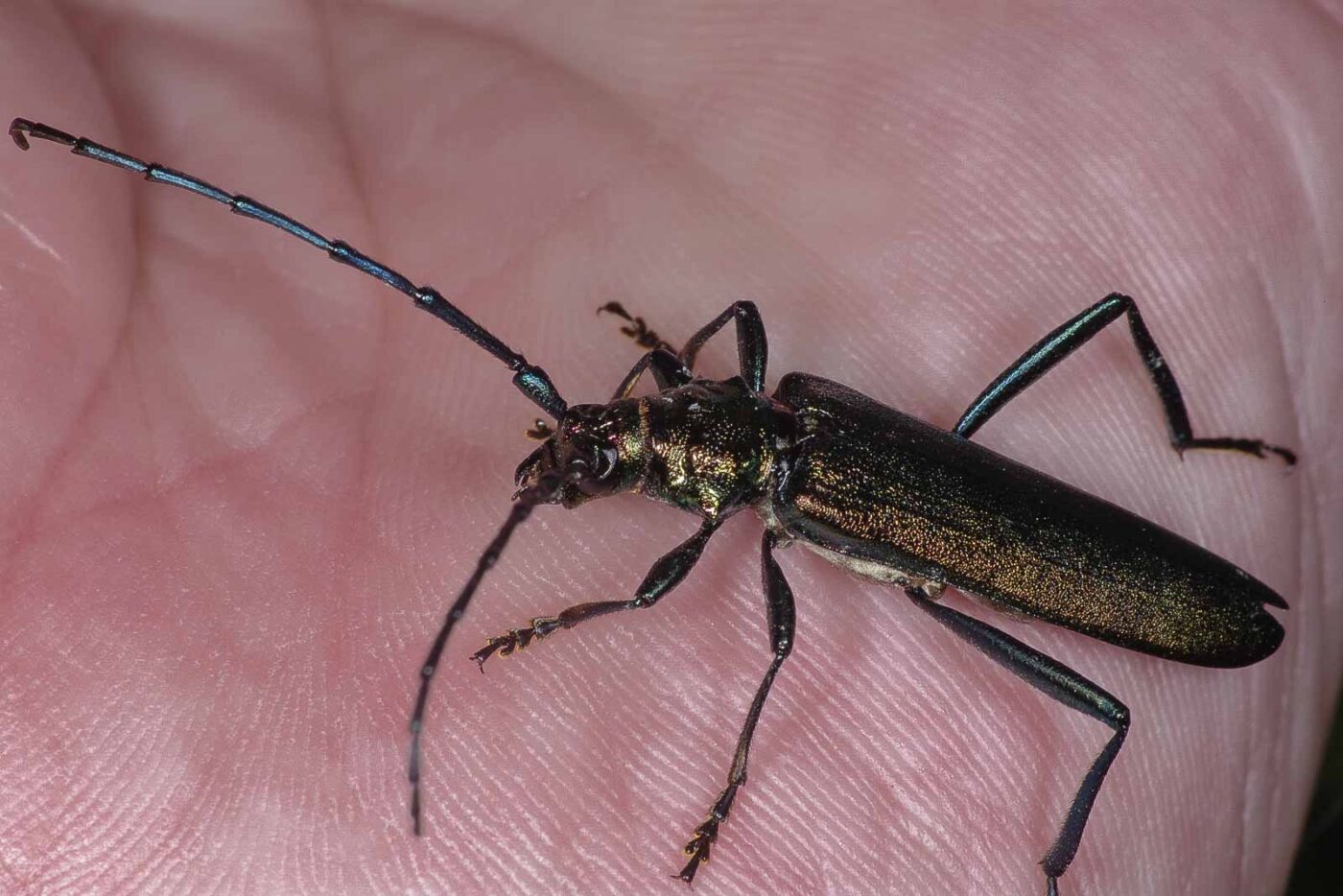 2018-06-26 - NSG Lippewiesen Haltern