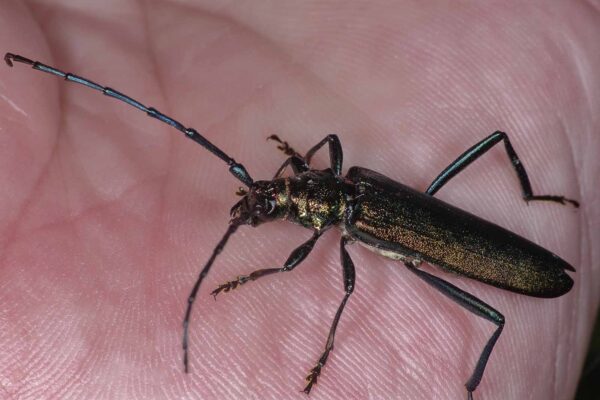 2018-06-26 - NSG Lippewiesen Haltern