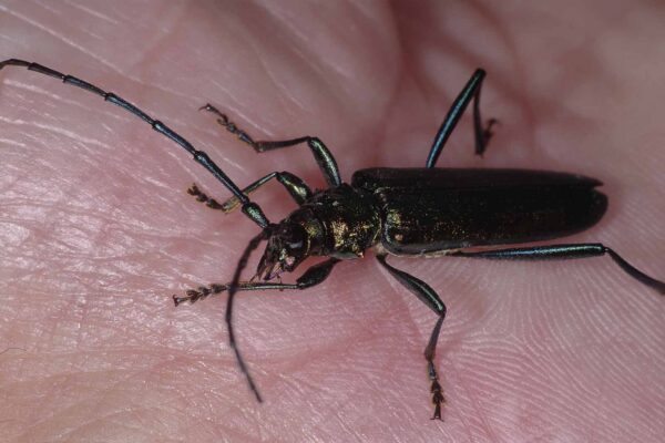 2018-06-26 - NSG Lippewiesen Haltern