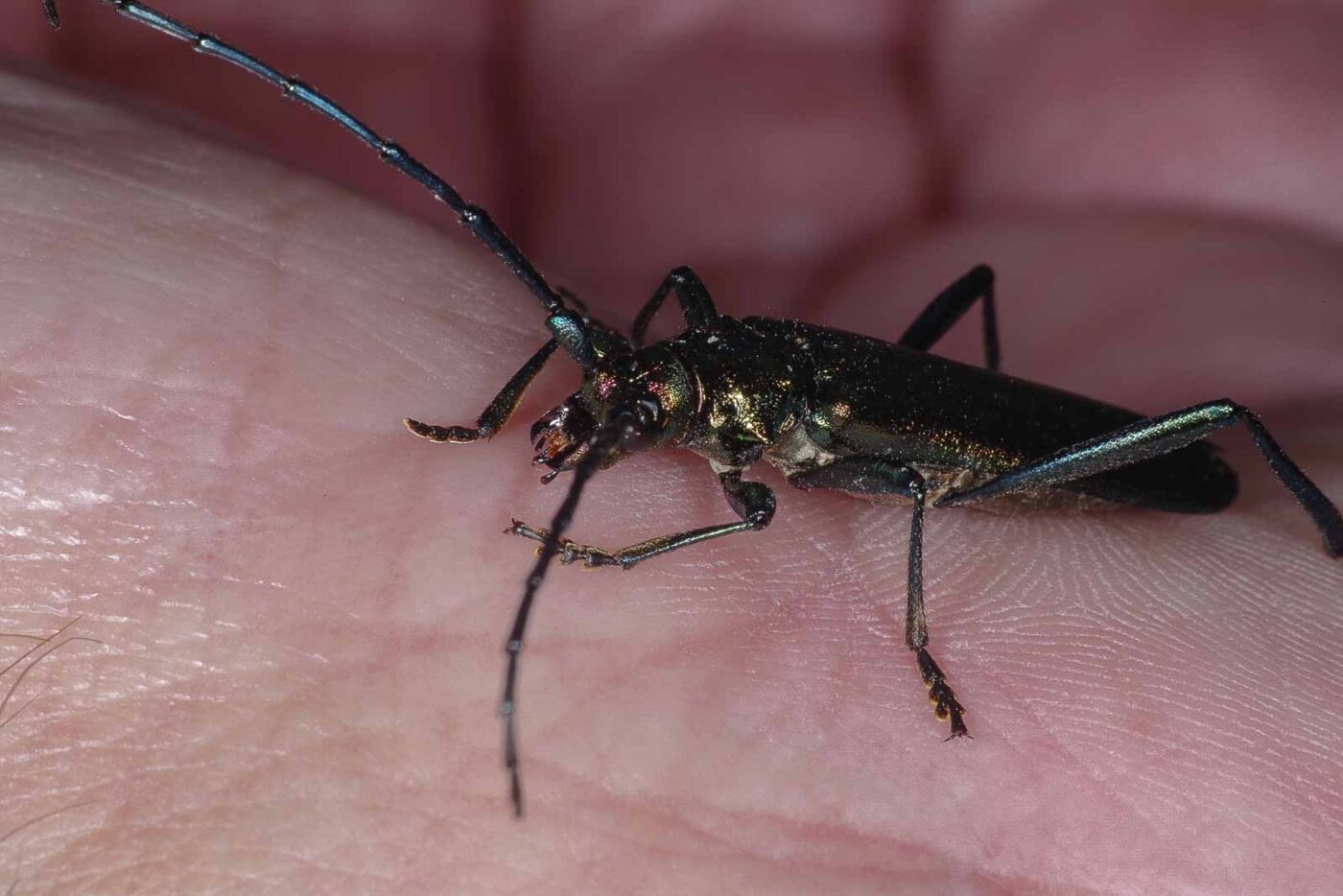 2018-06-26 - NSG Lippewiesen Haltern