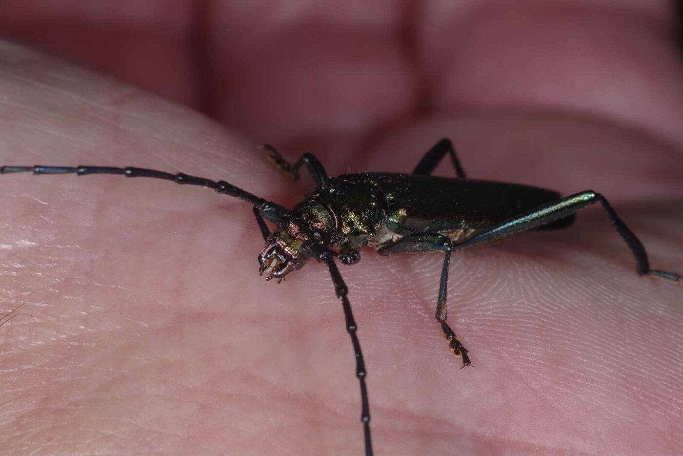 2018-06-26 - NSG Lippewiesen Haltern