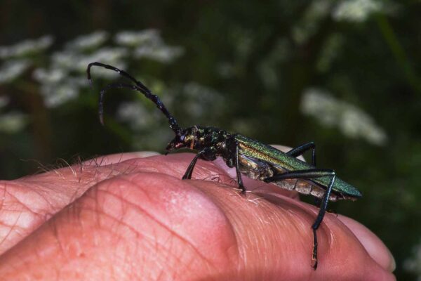 2018-06-26 - NSG Lippewiesen Haltern