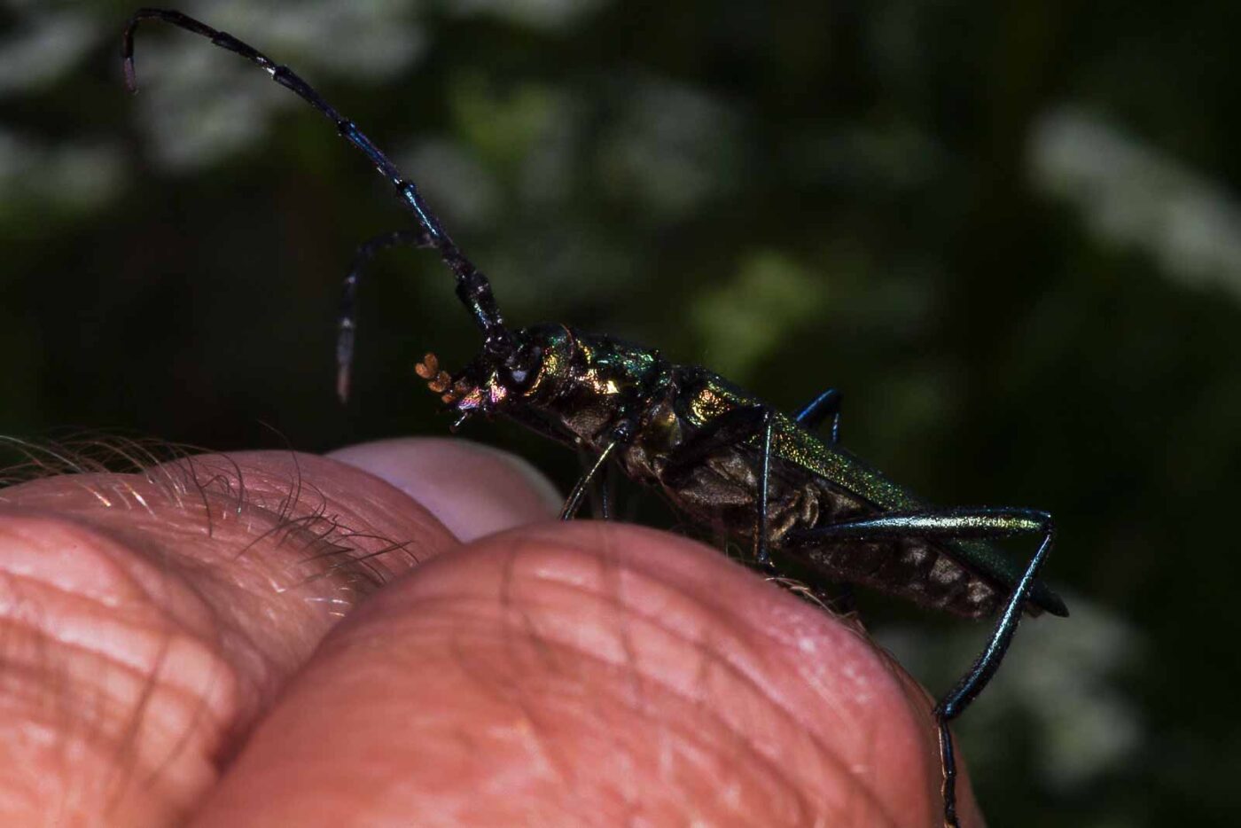 2018-06-26 - NSG Lippewiesen Haltern