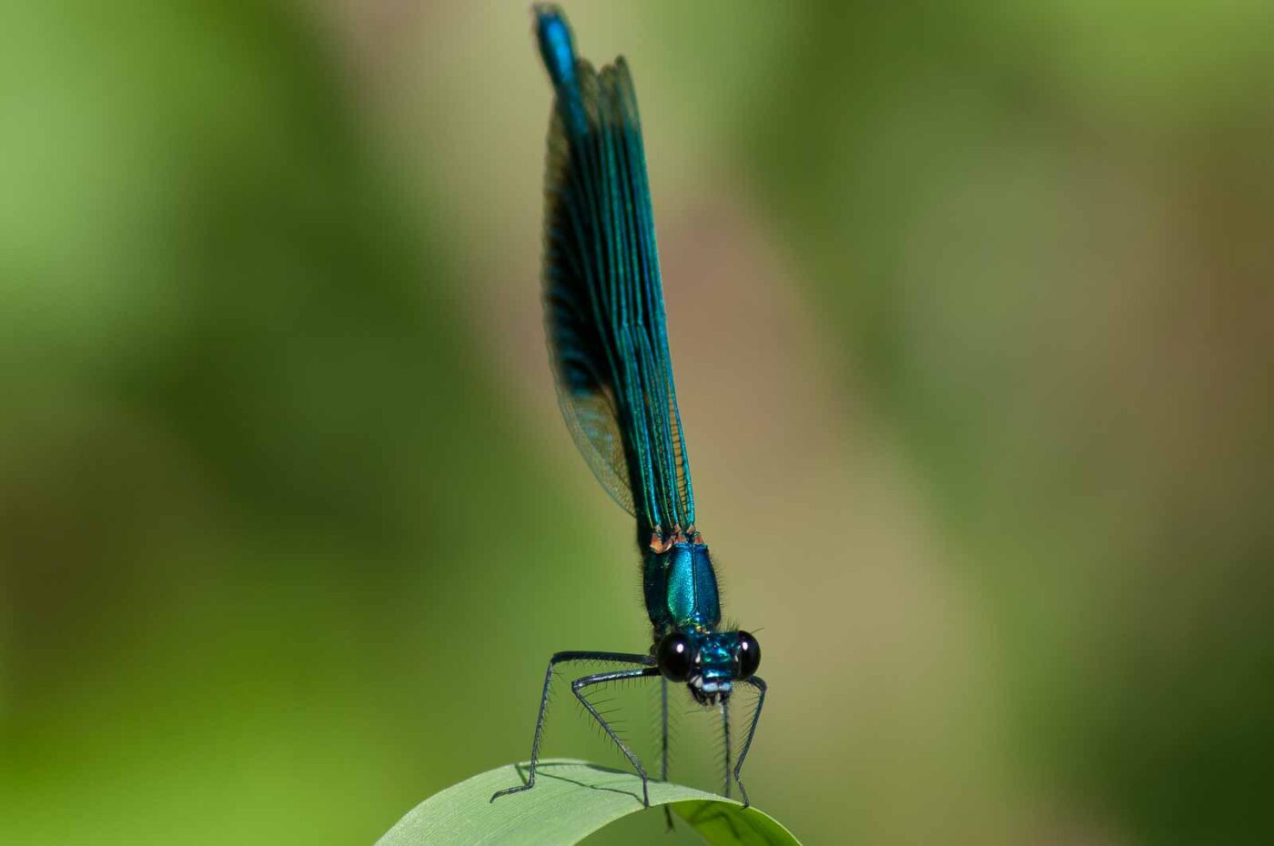 2018-06-26 - NSG Lippewiesen Haltern