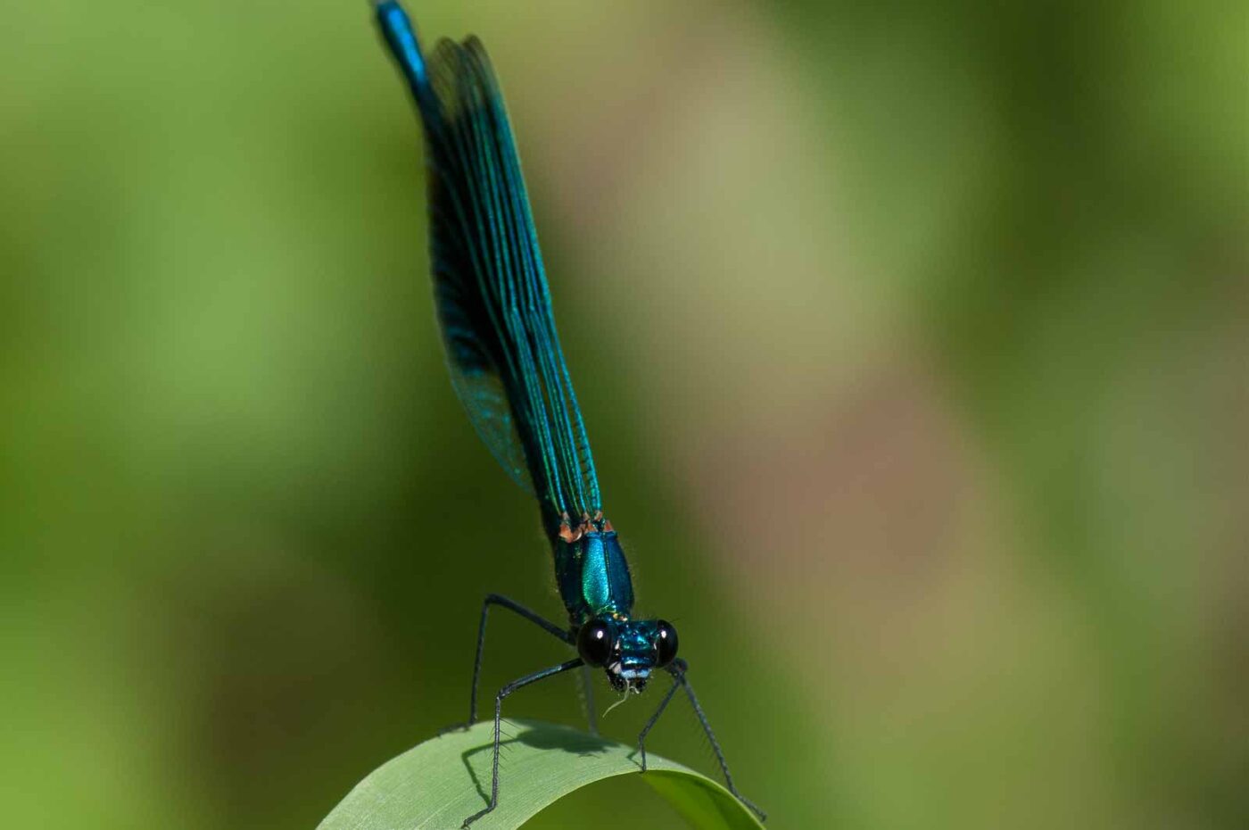 2018-06-26 - NSG Lippewiesen Haltern