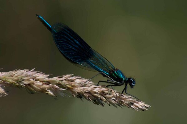 2018-06-26 - NSG Lippewiesen Haltern