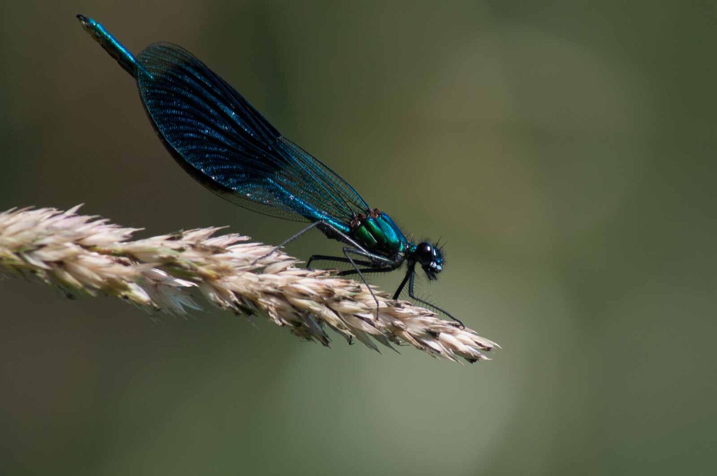 2018-06-26 - NSG Lippewiesen Haltern
