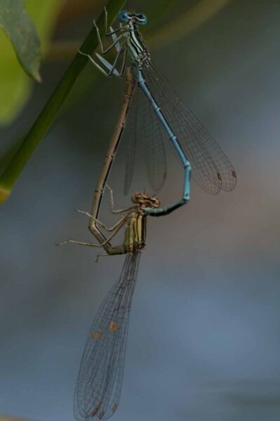 2018-06-26 - NSG Lippewiesen Haltern