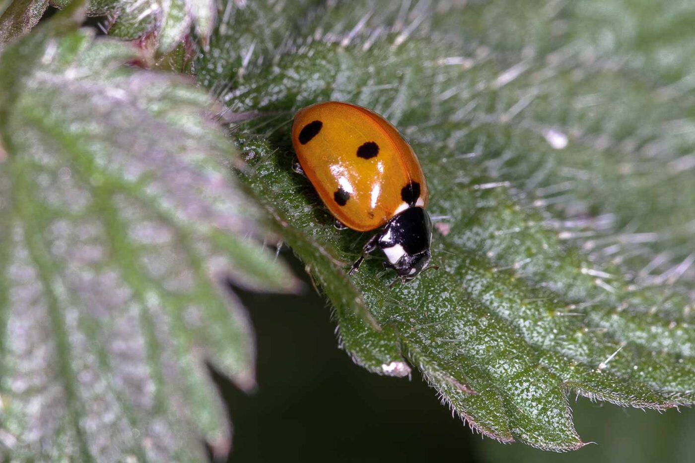 2018-06-26 - NSG Lippewiesen Haltern