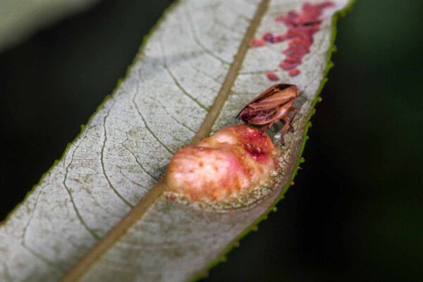2018-06-26 - NSG Lippewiesen Haltern