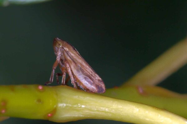 2018-06-26 - NSG Lippewiesen Haltern