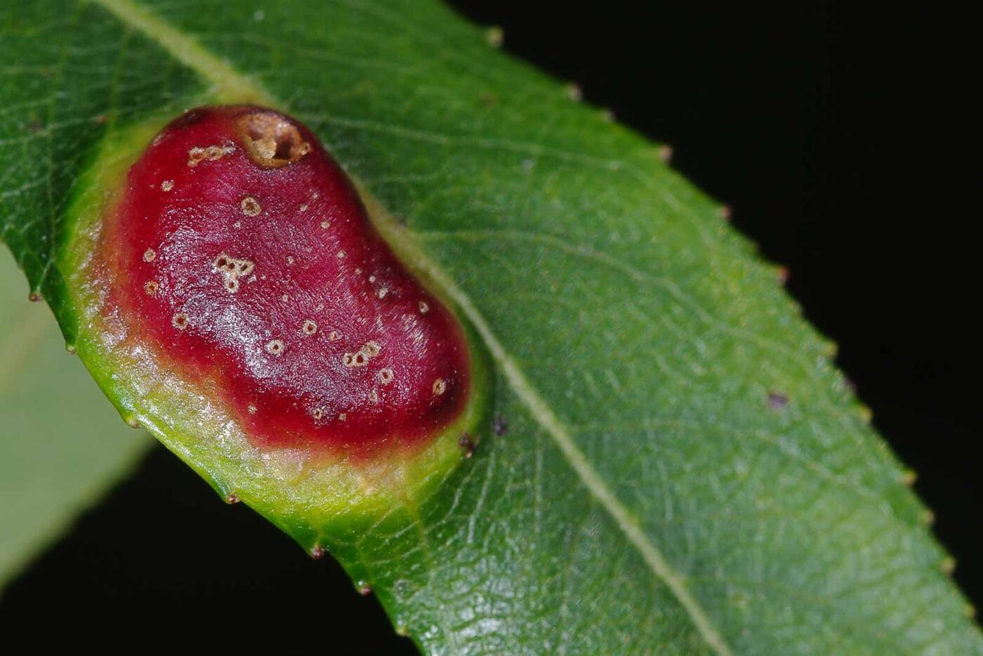 2018-06-26 - NSG Lippewiesen Haltern
