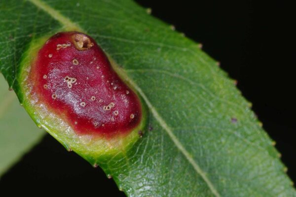 2018-06-26 - NSG Lippewiesen Haltern