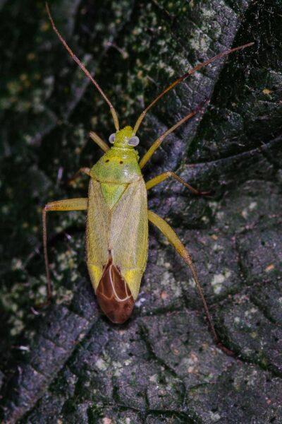 2018-06-26 - NSG Lippewiesen Haltern