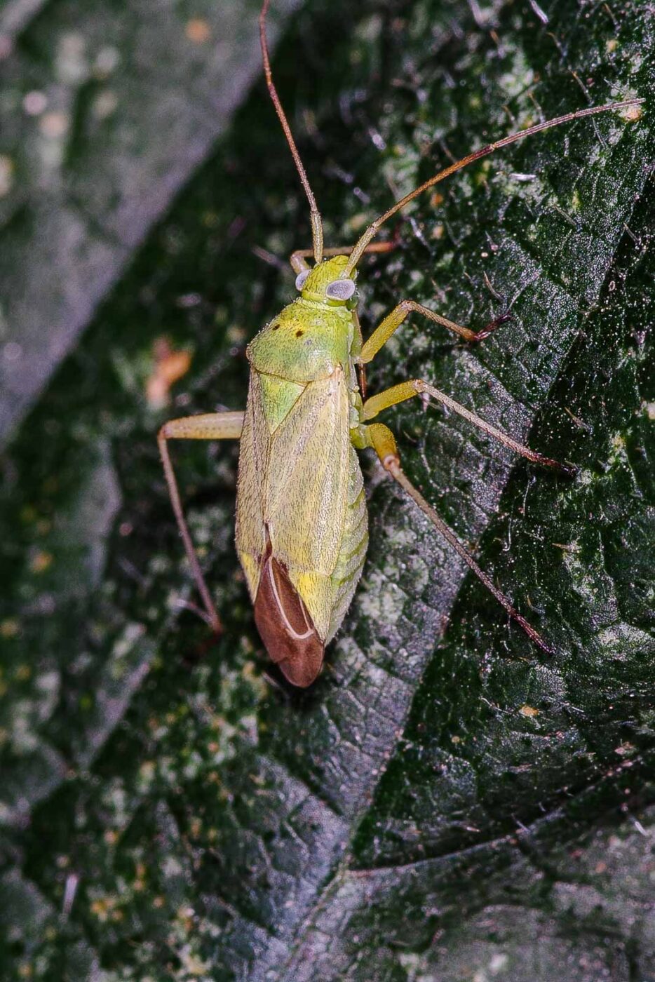 2018-06-26 - NSG Lippewiesen Haltern