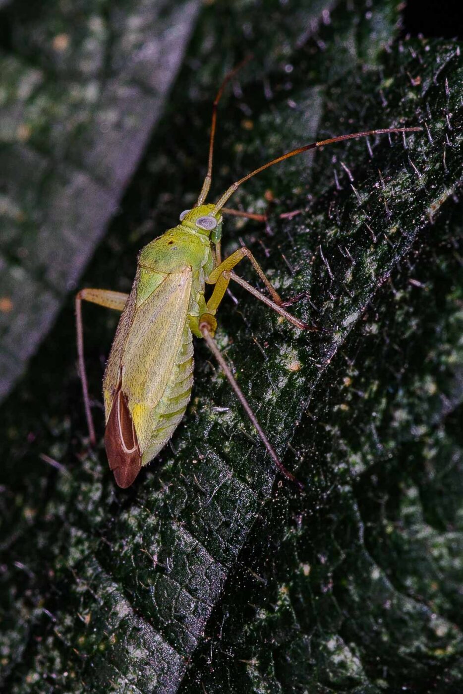 2018-06-26 - NSG Lippewiesen Haltern