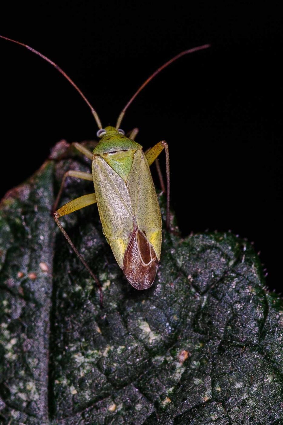 2018-06-26 - NSG Lippewiesen Haltern