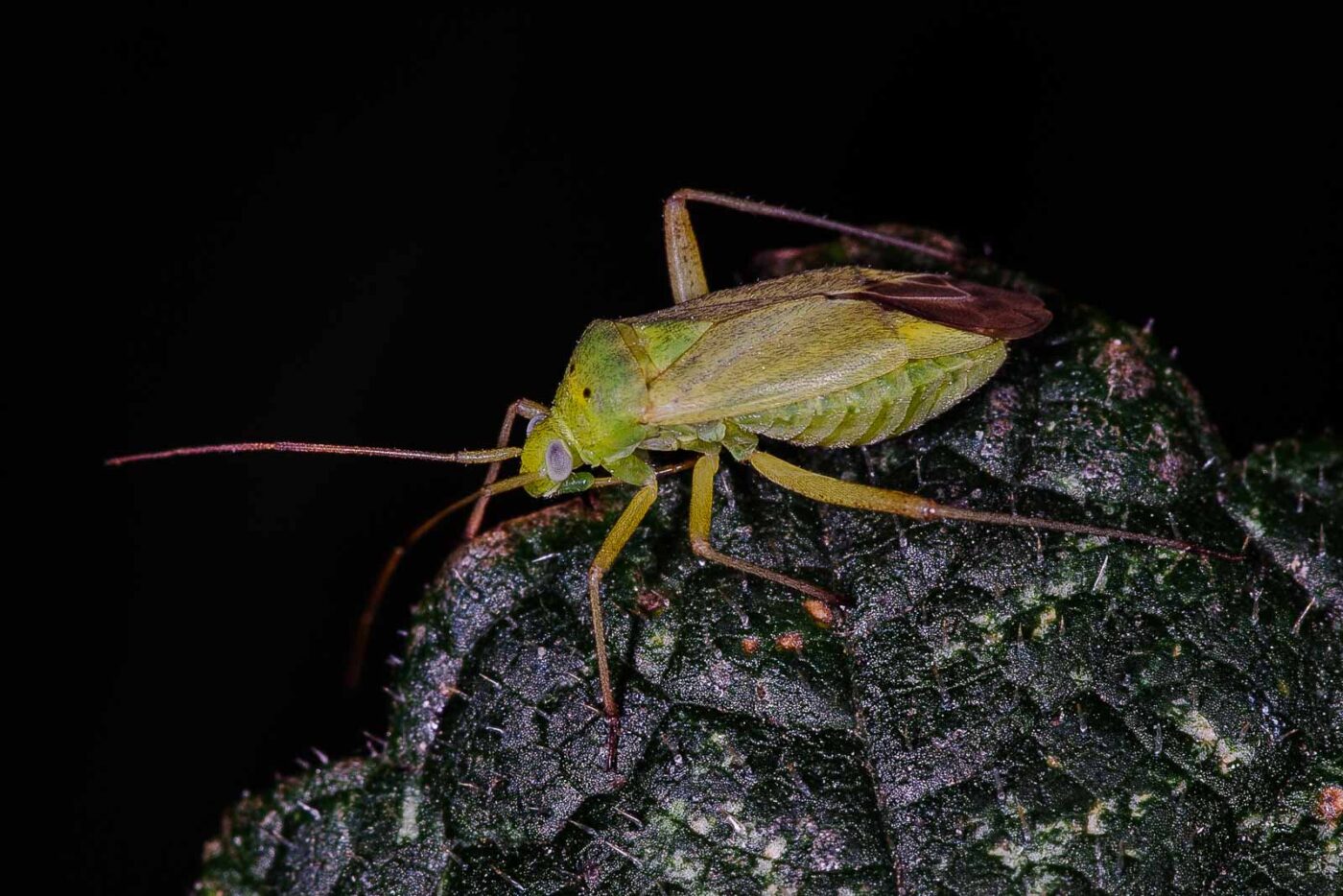 2018-06-26 - NSG Lippewiesen Haltern