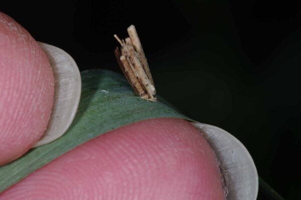 2018-06-26 - NSG Lippewiesen Haltern